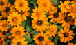 Calendula Extract. Super Skincare Secrets.